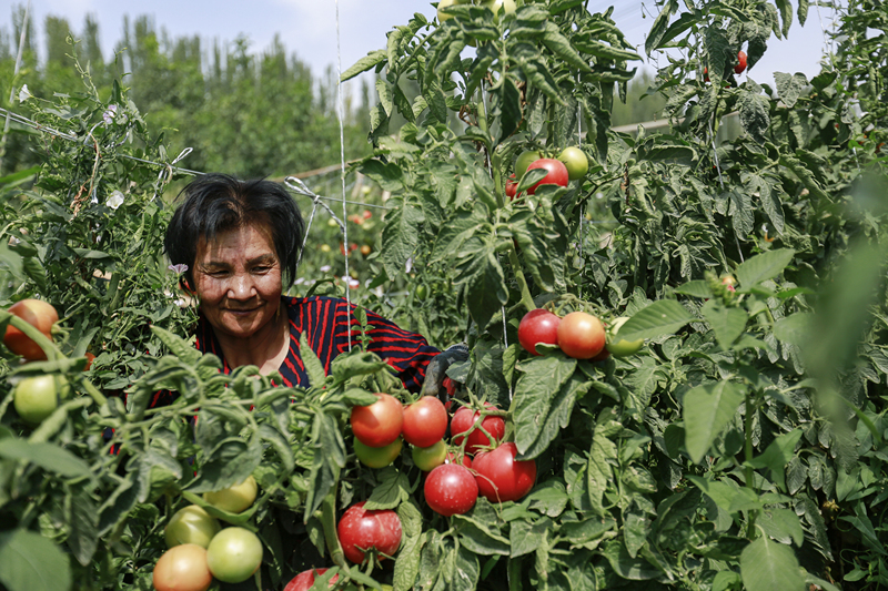 Reife Tomaten bringen Landwirte zum Lachen